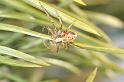 Philodromus_cespitum_D2964_Z_86_NP De Hoge Veluwe_Nederland